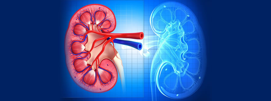 Lifestyle factors effect kidneys